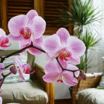 7 Tips to Keep Phalaenopsis Orchids Blooming
