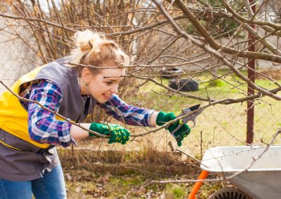How-to: Pruning Landscape Trees & Shrubs