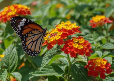 Container Gardens for Butterflies