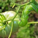 Top 10 Tomato Pests and Problems
