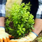 How to Plant a Shrub