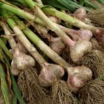 Growing Your Own Garlic