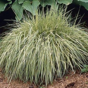 Variegated Moor Grass ‘Variegata’ (Molinia caerulea)