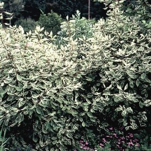Redtwig Dogwood, Slilverleaf Dogwood ‘Elegantissima’ (Cornus alba)