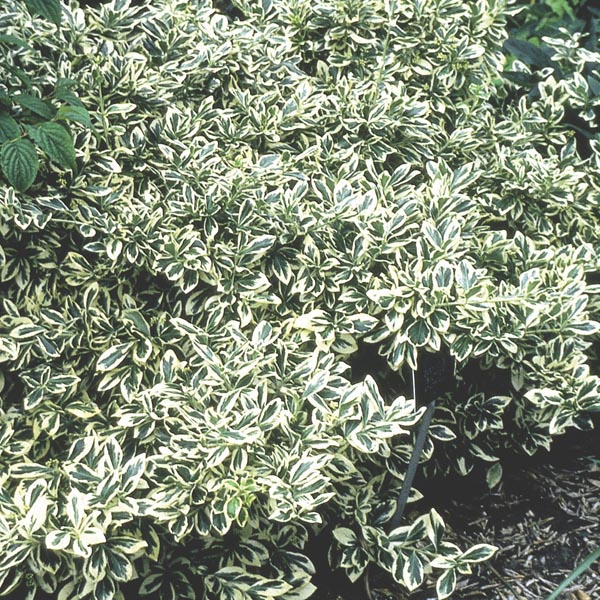 Image of Euonymus Silver Queen in a border