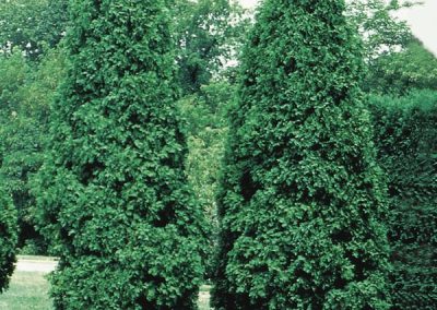 Emerald Cedar (Thuja occidentalis)