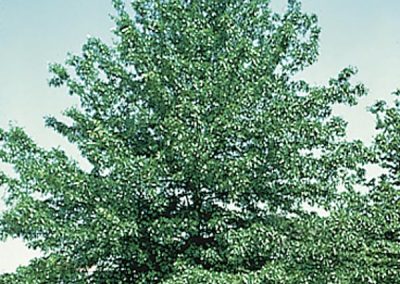 Pin Oak, Swamp Spanish Oak (Quercus palustris)