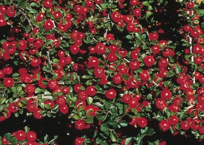 Cranberry Cotoneaster (Cotoneaster apiculatus)