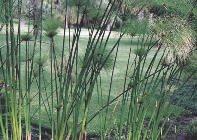 Egyptian Paper Reed, Papyrus (Cyperus papyrus)