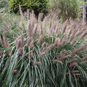 Chinese Fountain Grass (Pennisetum alopecuroides)