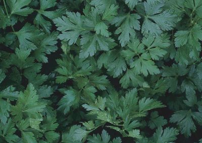 Flat Leaf Parsley, Italian Parsley (Petroselinum crispum var. neapolitanum)