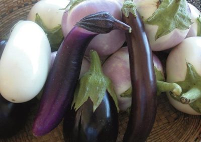 Eggplant (Solanum melongena var esculentum)