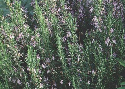 Upright Rosemary (Rosmarinus officinalis)