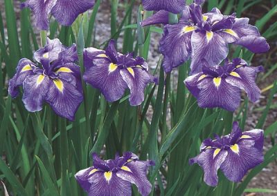 Japanese Iris (Iris ensata)