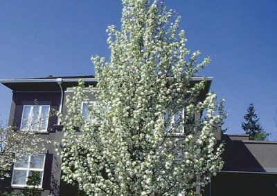 Flowering Pear, Callery Pear ‘Cleveland Select’ (Pyrus calleryana)