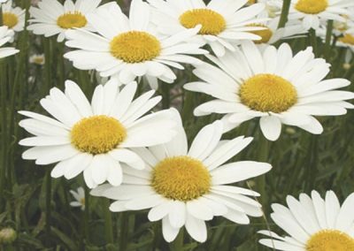 Shasta Daisy (Leucanthemum x superbum)