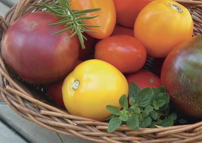 Heirloom Tomato (Lycopersicon esculentum)