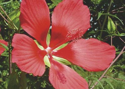 Rose Mallow (Hibiscus coccineus)