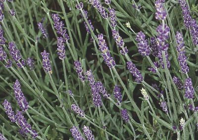 English Lavender (Lavandula angustifolia)