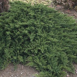 Tam Juniper, Tamarix Juniper ‘Tamariscifolia’ (Juniperus sabina)