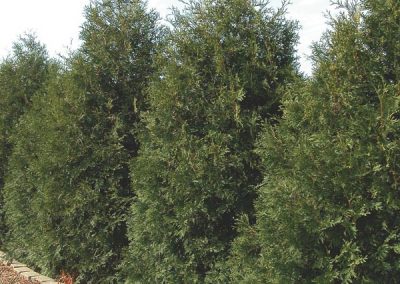 White Cedar, Eastern Arborvitae (Thuja occidentalis)
