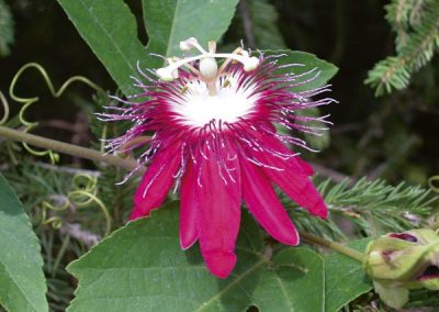 Passion Flower ‘Lady Margaret’ (Passiflora hybrid)