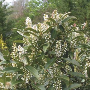 Cherry Laurel, English Laurel (Prunus laurocerasus)
