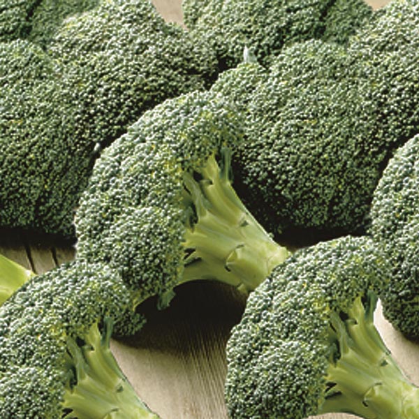 Broccoli ‘Packman’ (Brassica hybrid)
