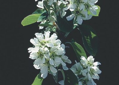 Saskatoon Serviceberry, Juneberry (Amelanchier alnifolia)