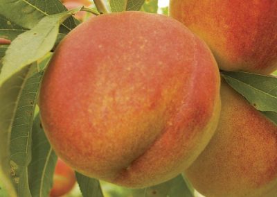 Peach ‘OHenry’ (Prunus persica)