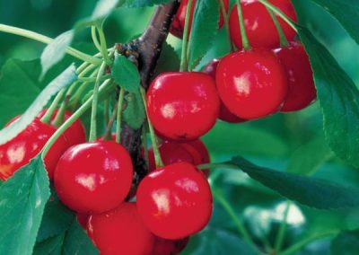 Sour Cherry, Tart Cherry ‘Meteor’ (Prunus cerasus)