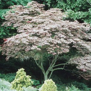 Japanese Maple ‘Atropurpureum’ (Acer palmatum)