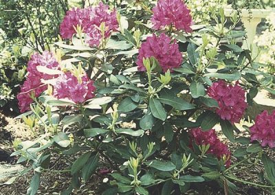 Rhododendron Hybrid (Rhododendron hybrid)