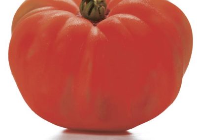 Tomato ‘Brandywine Red’ (Lycopersicon esculentum)