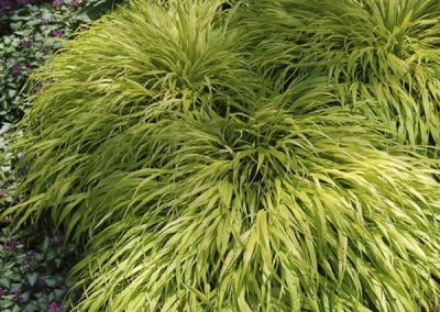Hakone Grass ‘All Gold’ (Hakonechloa macra)