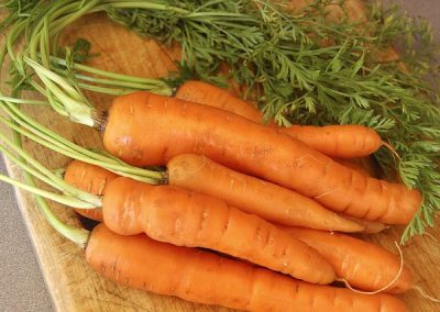 Carrot (Daucus carota)