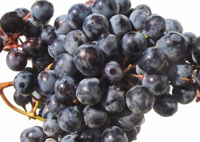 Wine Grape ‘Cabernet’ (Vitis vinifera)