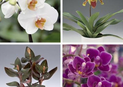 Orchids ( )