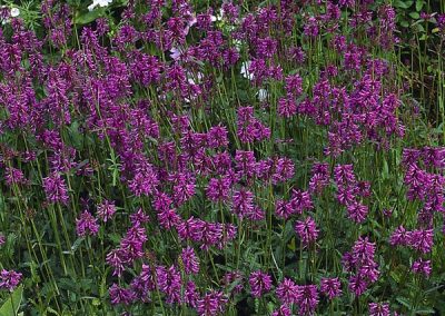 Purple Betony, Bishp’s Wort, Wood Betony (Stachys officinalis)