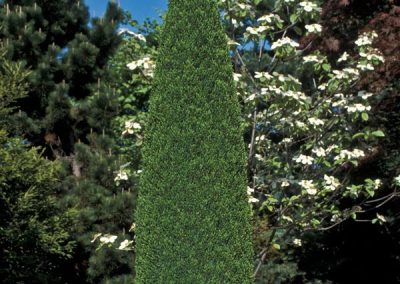 Common Juniper ‘Compressa’ (Juniperus communis)