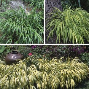 Hakone Grass, Japanese Forest Grass (Hakonechloa macra)