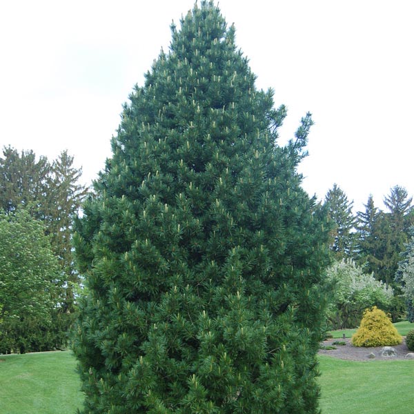 Swiss Stone Pine ‘Chalet’ (Pinus cembra)
