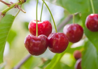 Sweet Cherry ‘Lambert’ (Prunus avium)