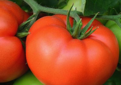 Tomato ‘Ultra Boy’ (Lycopersicon esculentum)