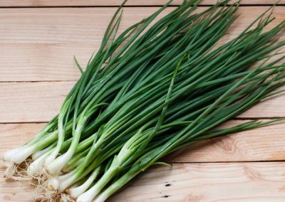 Green Onion, Welsh Onion ‘Green Bunching’ (Allium fistulosum)
