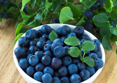 Blueberry (Vaccinium corymbosum)