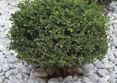 Boxwood ‘Franklins Gem’ (Buxus microphylla var. sinica)