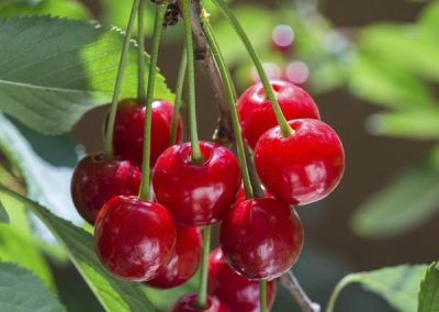 Sour Cherry, Tart Cherry ‘Mesabi’ (Prunus cerasus)