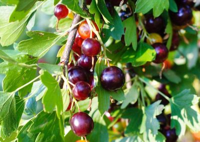 Gooseberry ‘Black Velvet’ (Ribes hybrid)