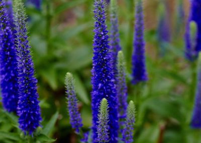 Spike Speedwell ‘Royal Candles’ (Veronica spicata)